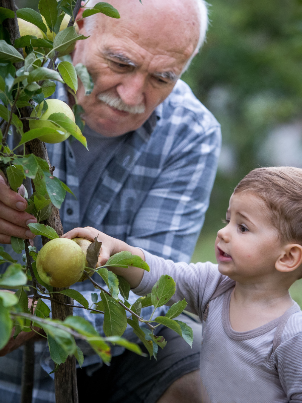 grandfather picking apples with grandson